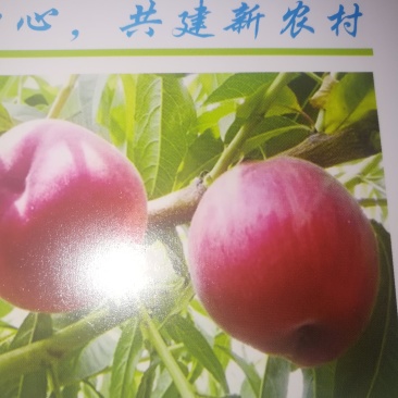 水果苗