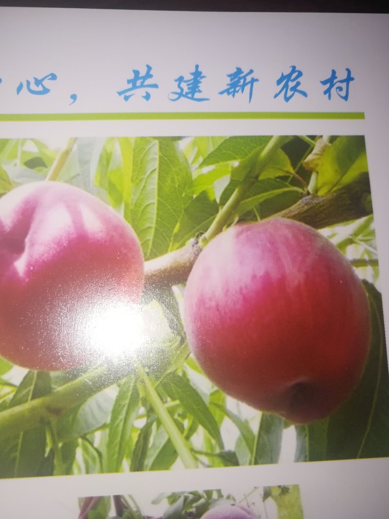 水果苗