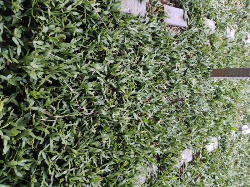 蟹爪兰花卉观花植物常年开花的盆栽带根开花不断