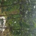水果苗