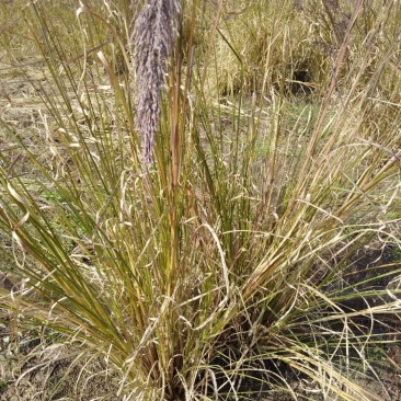 香根草观赏草基地直销