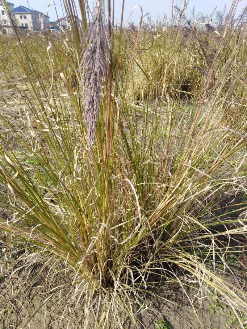 香根草观赏草基地直销
