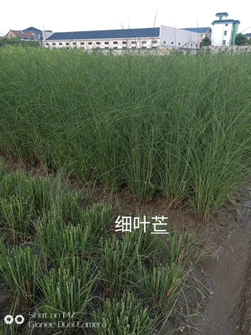 细叶芒观赏草基地直销