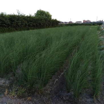细叶芒草观赏草基地直销