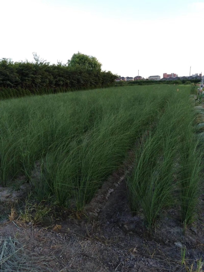 细叶芒草观赏草基地直销