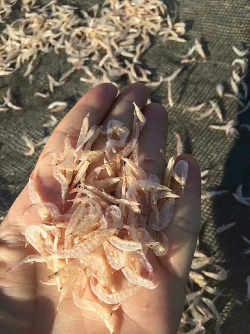 虾皮干