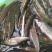 山溪淡水石斑鱼