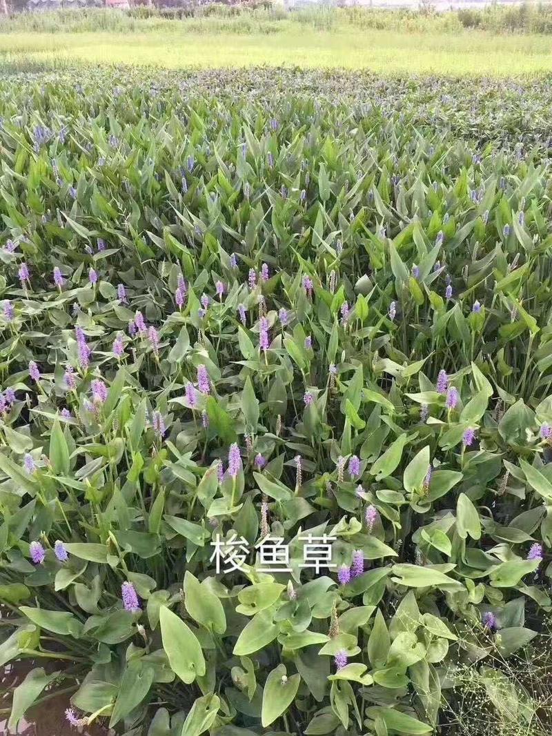 梭鱼草海寿花水生植物观赏草基地直销