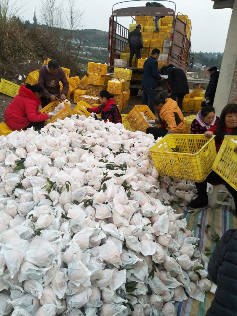 春见耙耙柑，纯甜化渣，对接全国批发市场及电商商超