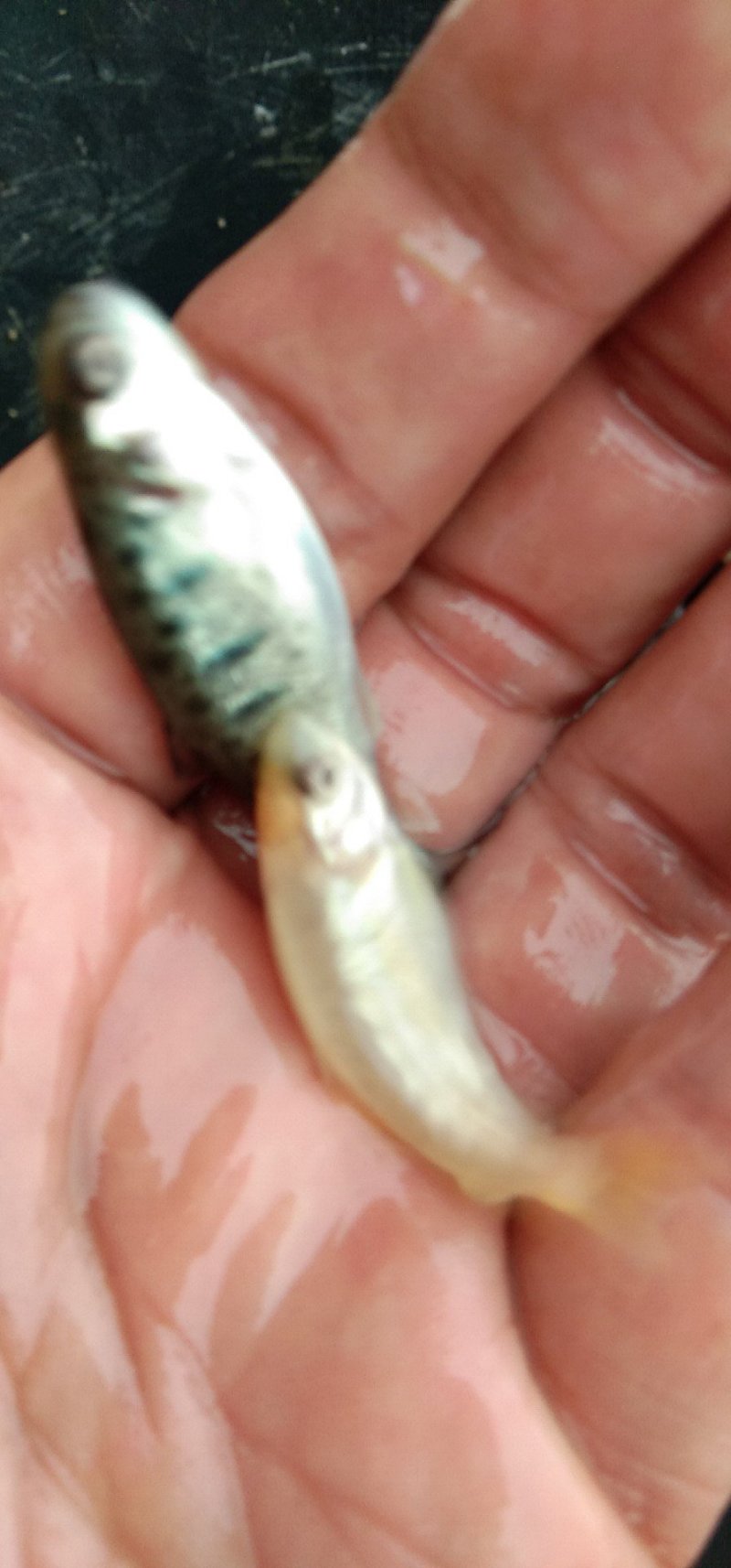 草鱼苗，各种规格供应，量大从优欢迊来电咨询