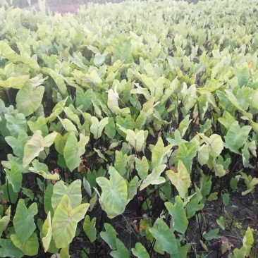 紫芋自产自销专业种植基地