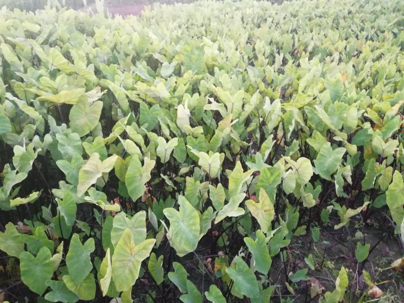 紫芋自产自销专业种植基地