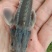青鱼，各种规格应有尽有！，量大从优，欢迎你的来电咨询和参