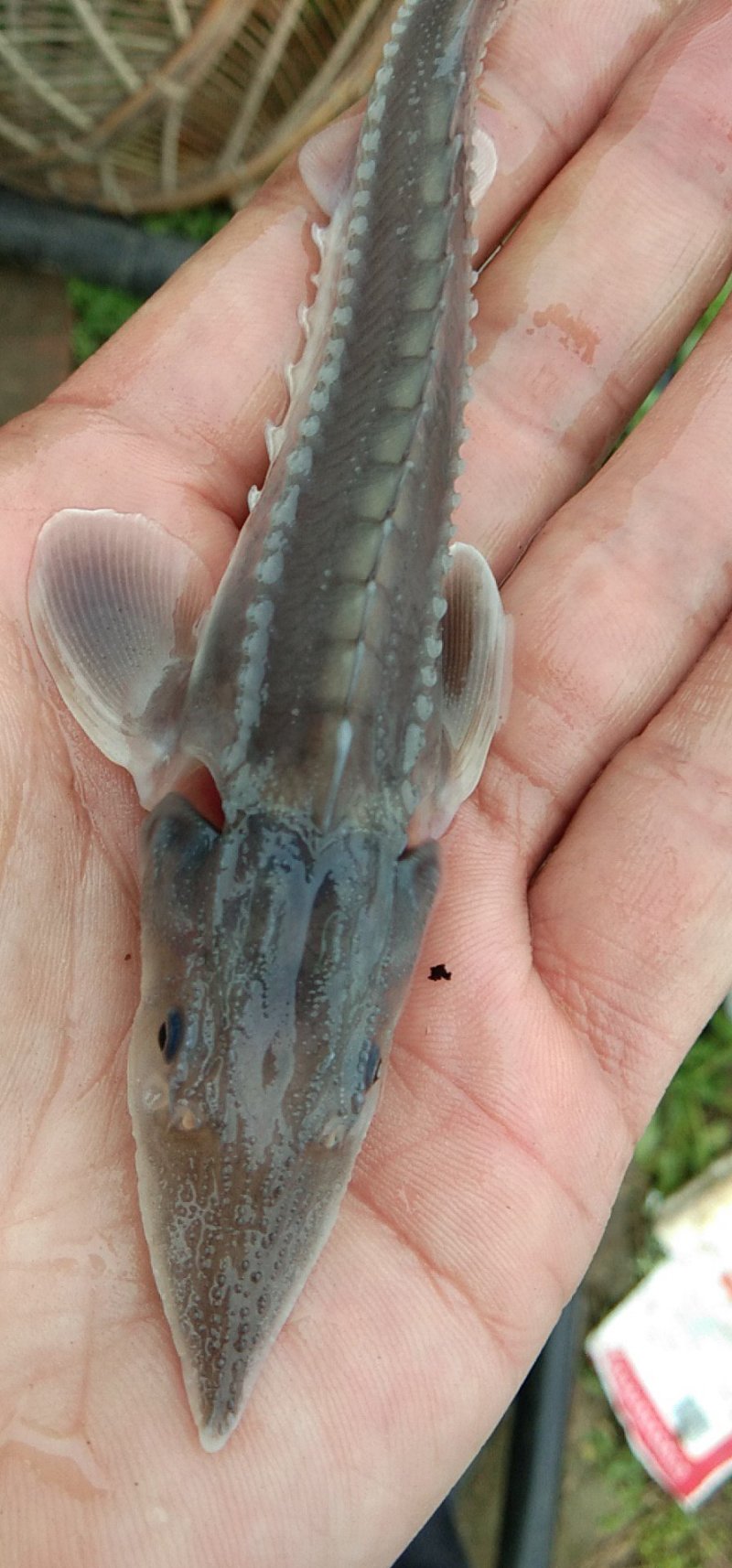青鱼，各种规格应有尽有！，量大从优，欢迎你的来电咨询和参