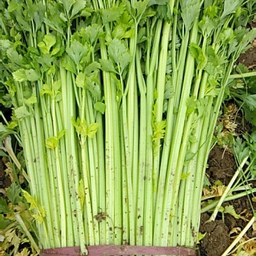 砀山美国西芹，大棚优质蔬菜精品小菜，有需要的联系我