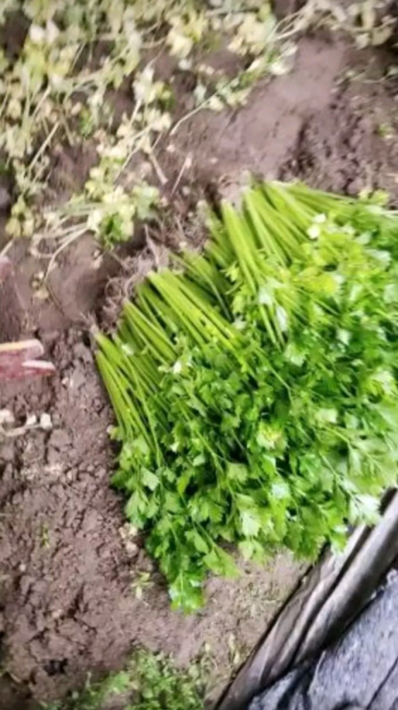 砀山美国西芹，大棚优质蔬菜精品小菜，有需要的联系我