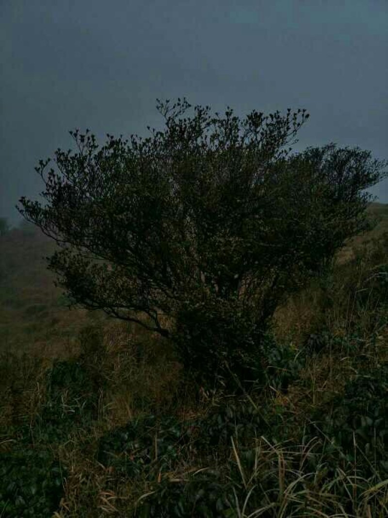 饼干