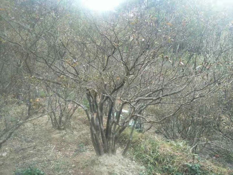 饼干