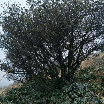 饼干