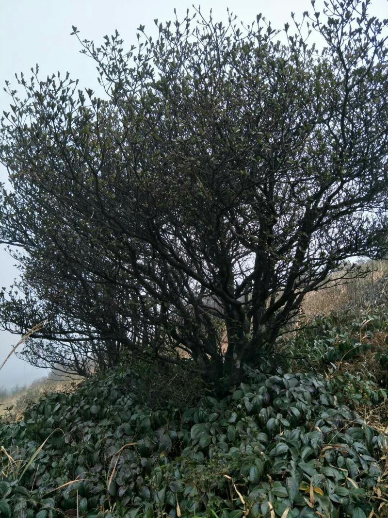 饼干