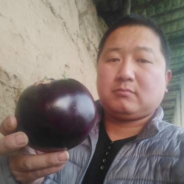 莘县圆茄暖棚精品供商超常年代收量大价格便宜