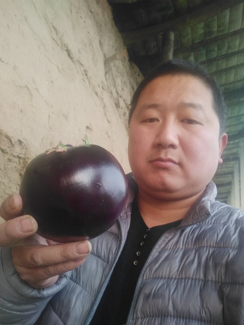 莘县圆茄暖棚精品供商超常年代收量大价格便宜