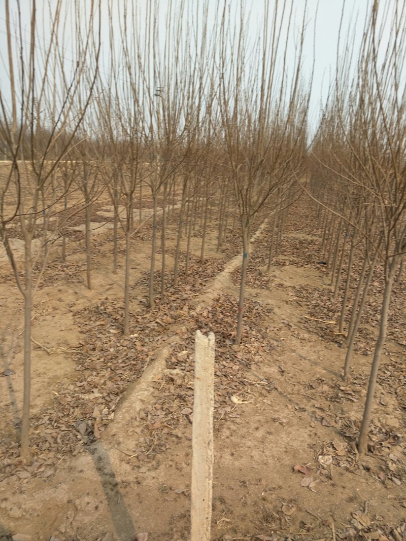 山楂树苗，