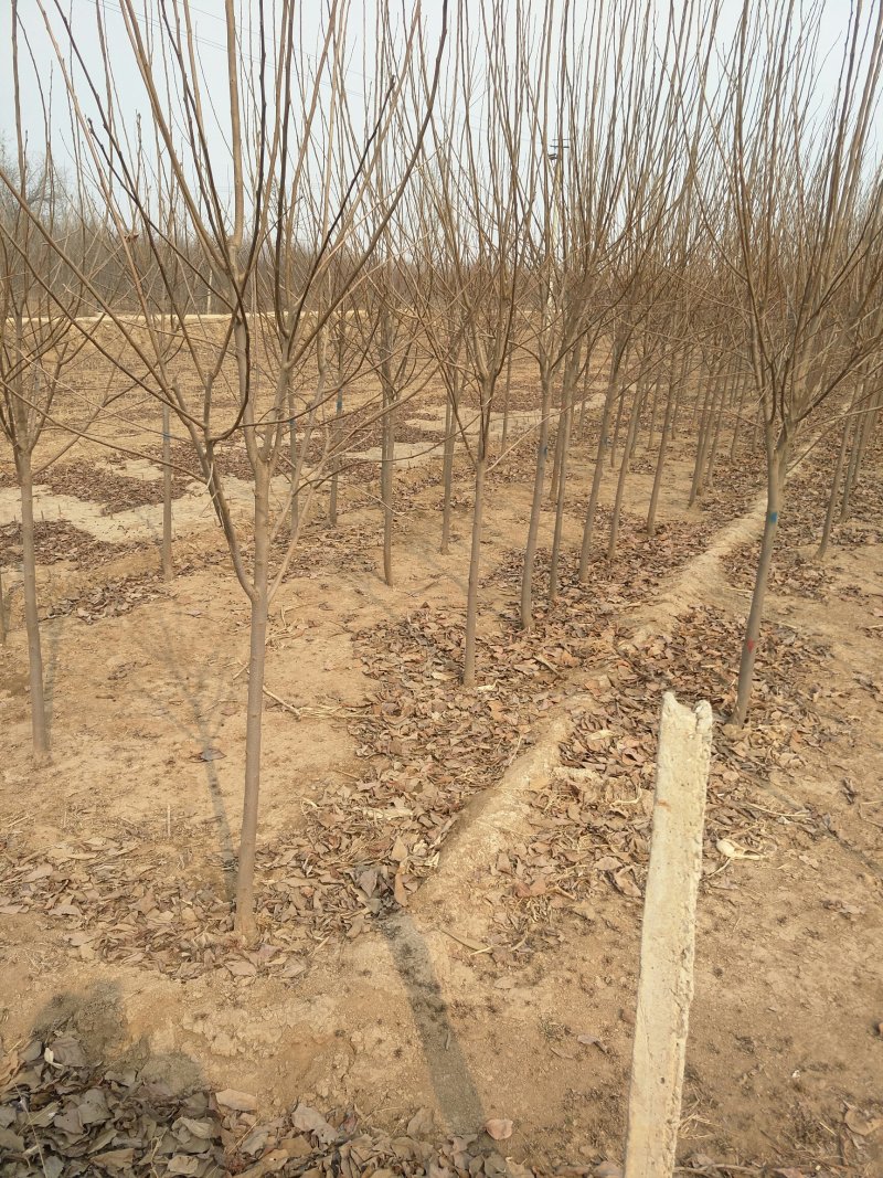 山楂树苗，柿子树苗，嫁接核桃树苗，桃树苗