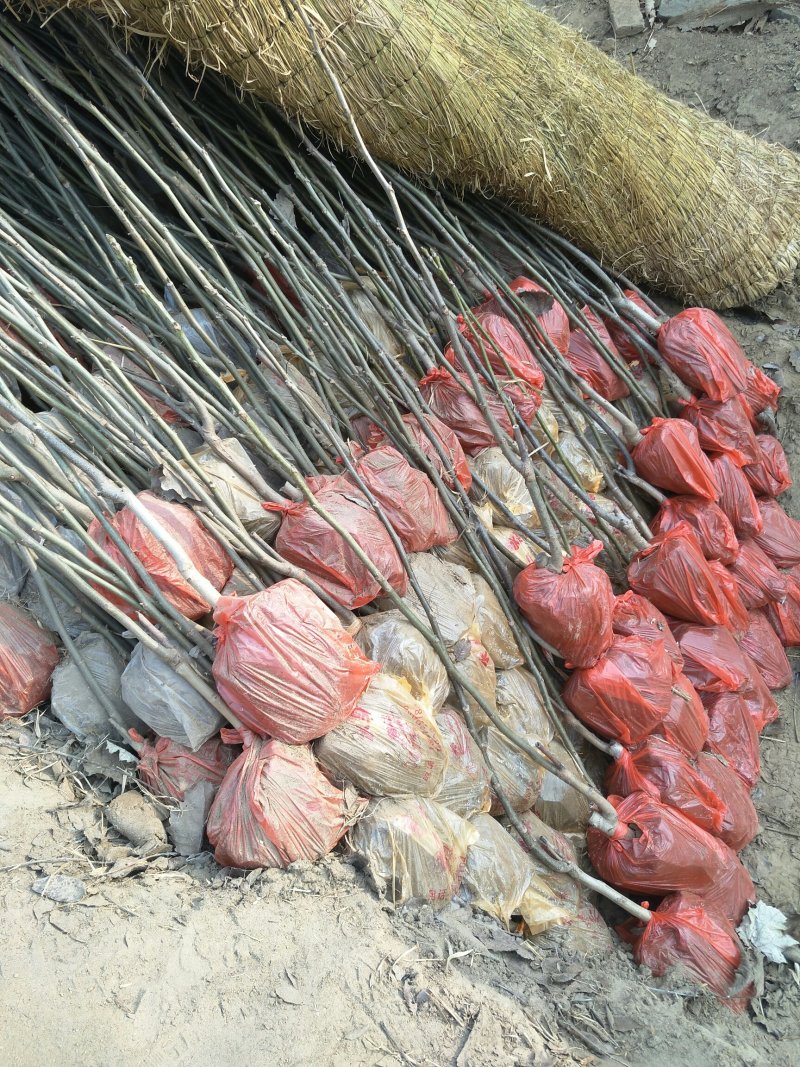 山楂树苗，柿子树苗，嫁接核桃树苗，桃树苗