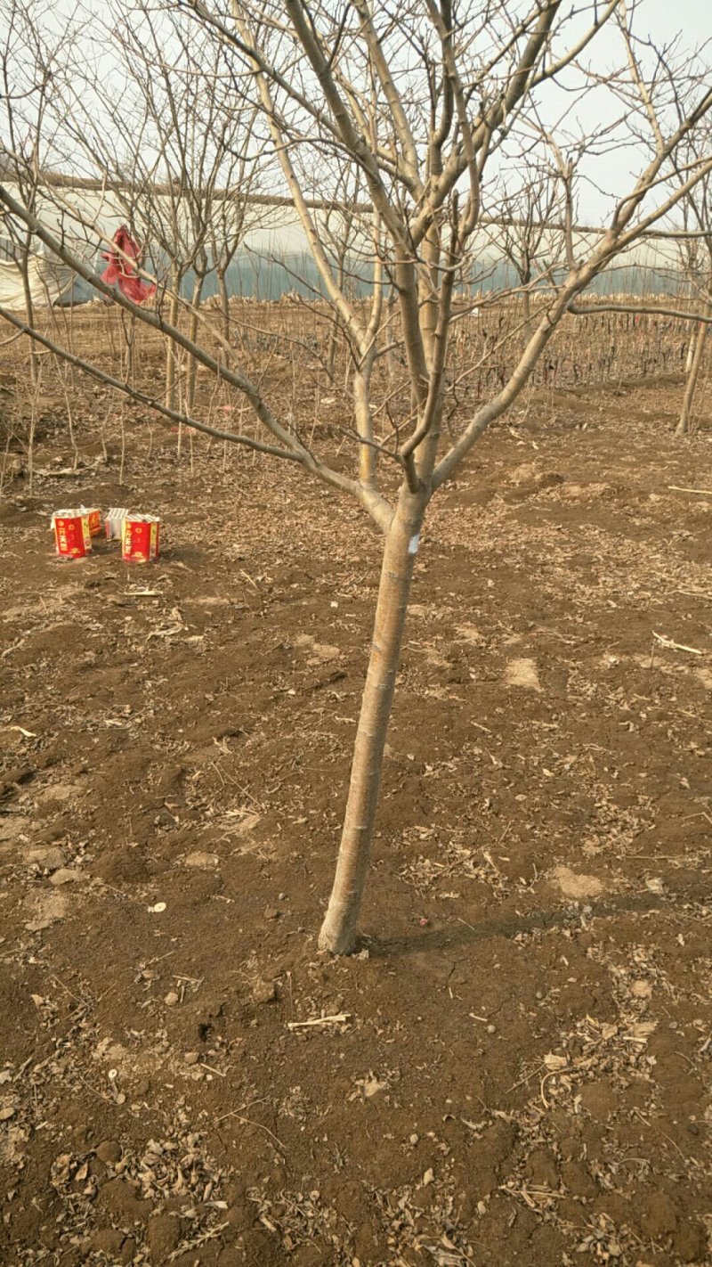 山楂树苗，柿子树苗，嫁接核桃树苗，桃树苗