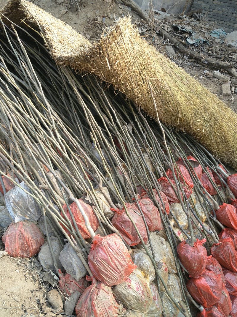 山楂树苗，柿子树苗，嫁接核桃树苗，桃树苗