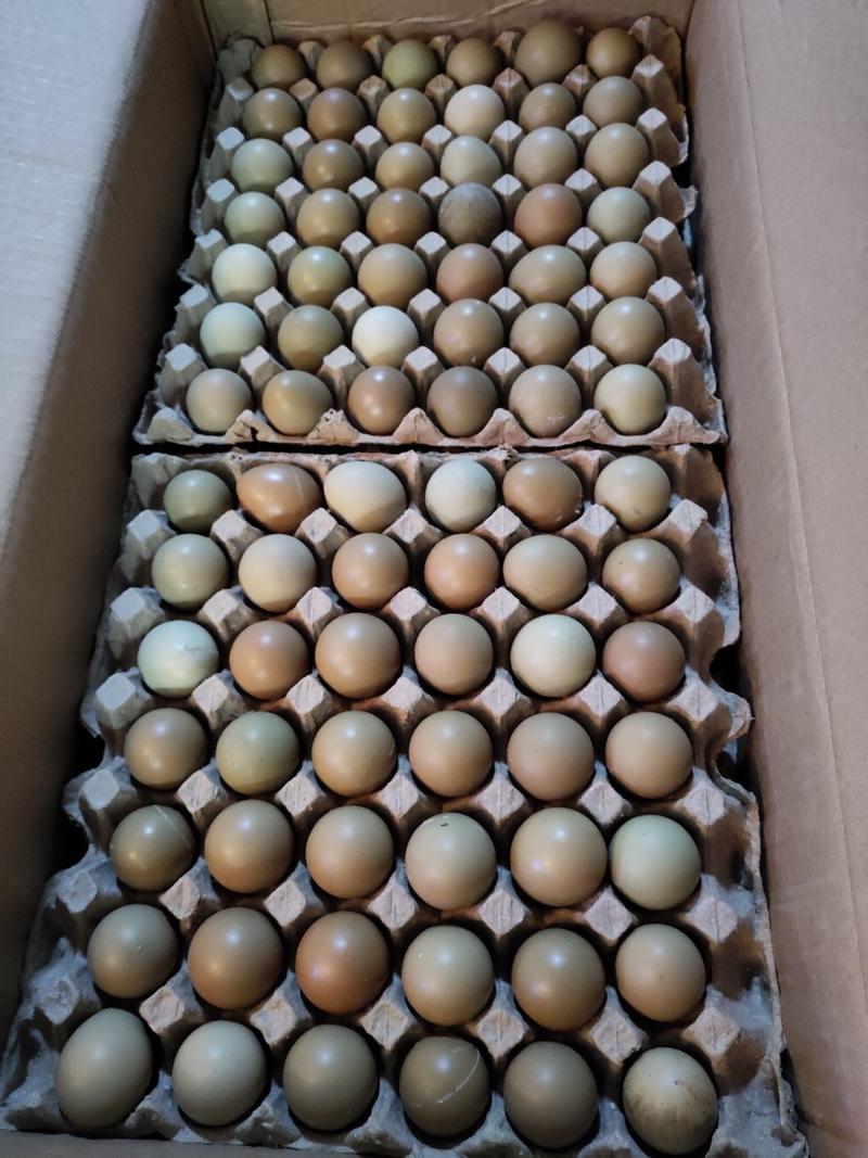七彩山鸡蛋农家放养口感细腻（672个一件）