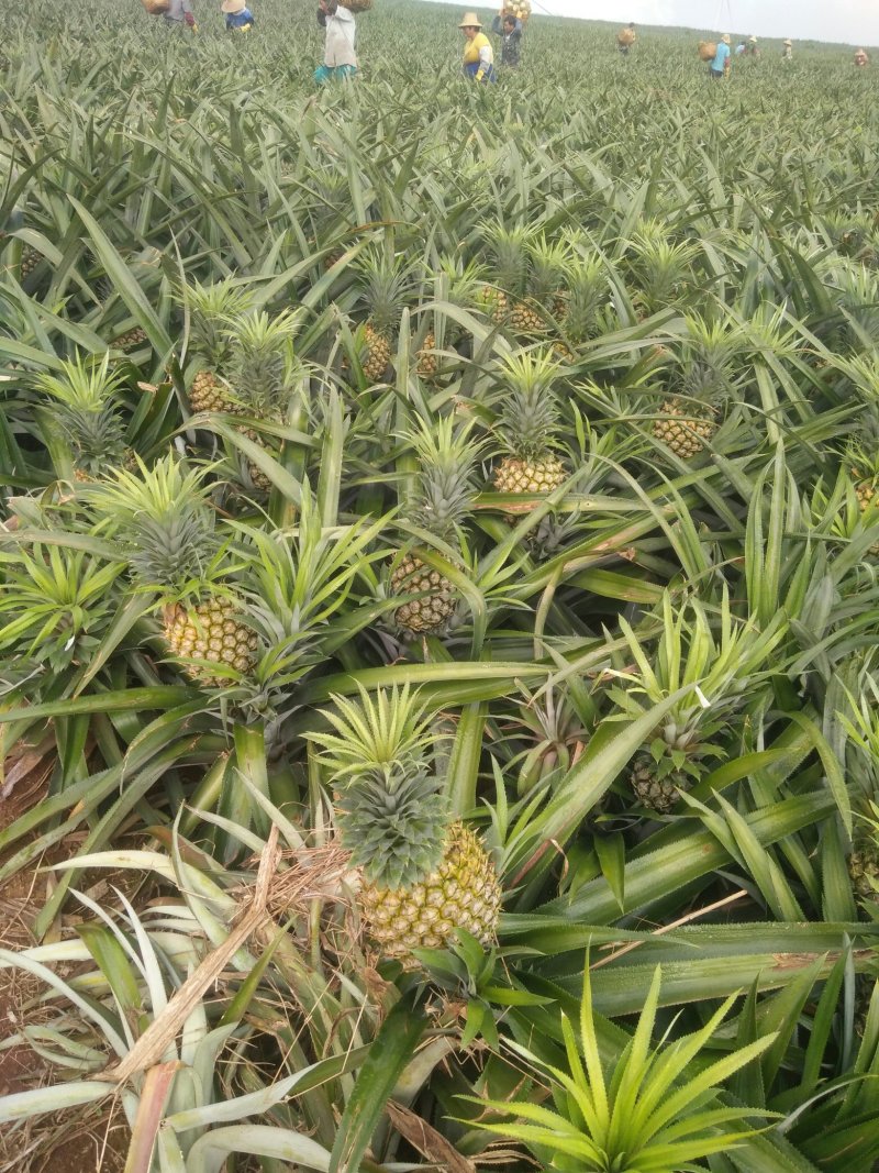 菠萝，八两起步的，一斤起步的，一斤三起步的，一斤半起步的