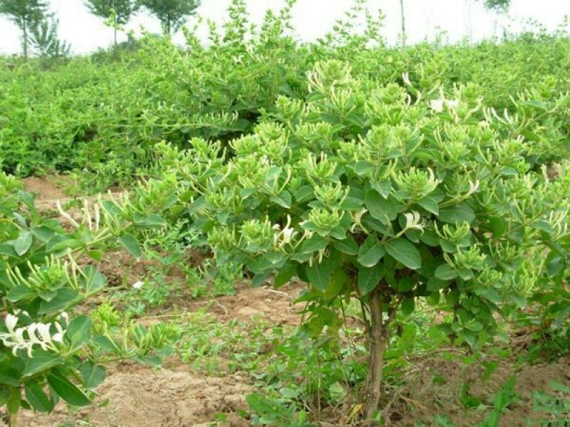 金银花苗，基地的金银花小苗为当年扦插苗，选取优质健壮的当