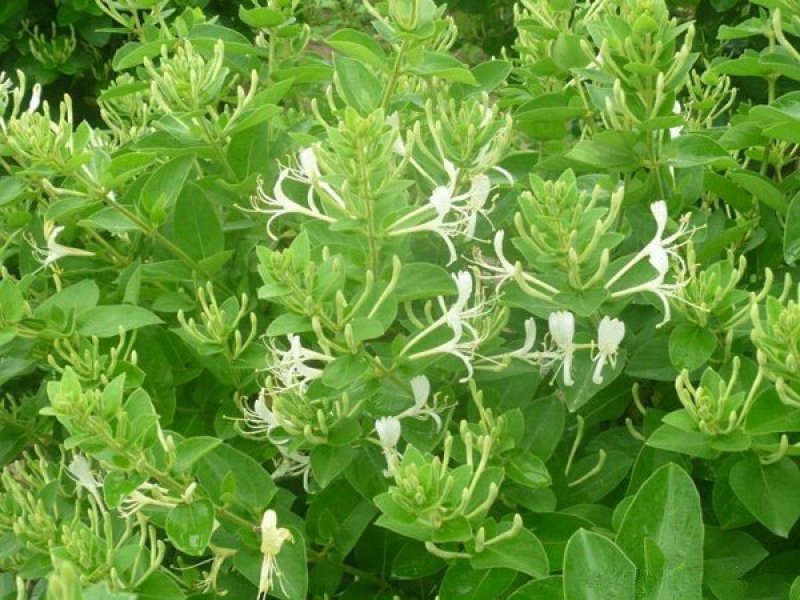 金银花苗，基地的金银花小苗为当年扦插苗，选取优质健壮的当