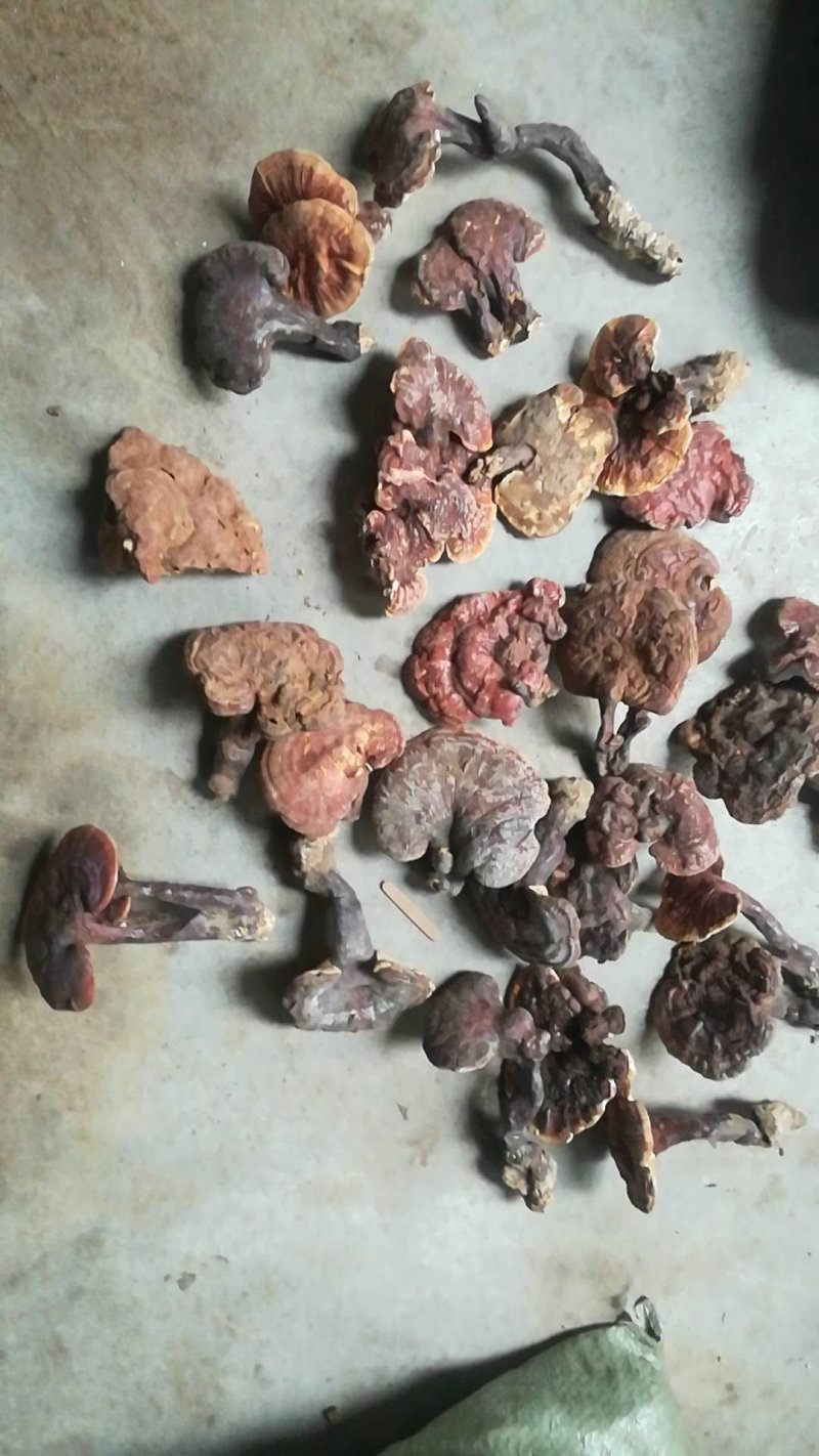 灵芝菌山上捡的支持一件代发