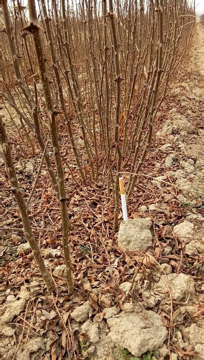 花椒苗大量批发精品大红袍狮子头黄盖花椒苗无刺种苗