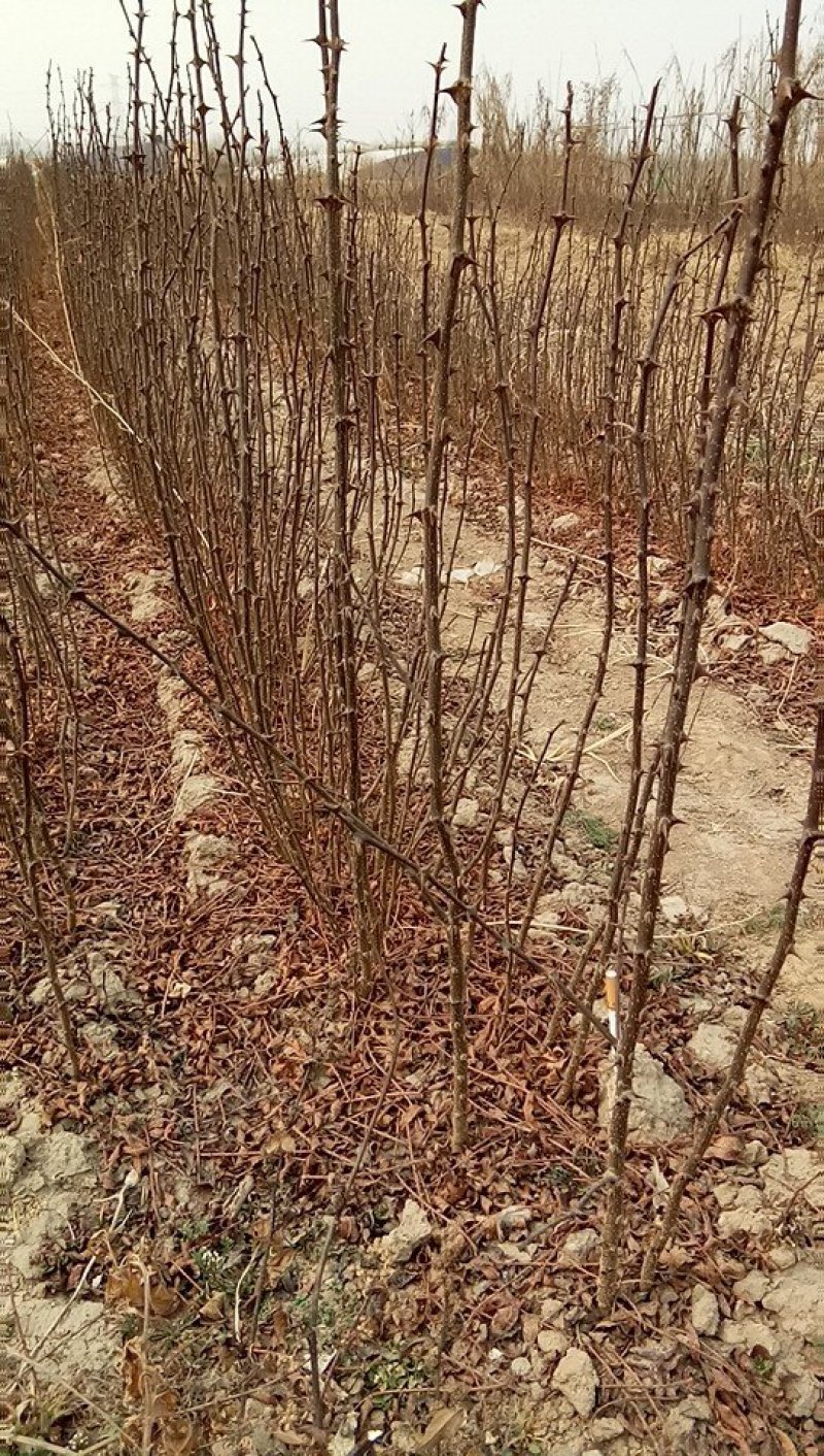 花椒苗大量批发精品大红袍狮子头黄盖花椒苗无刺种苗