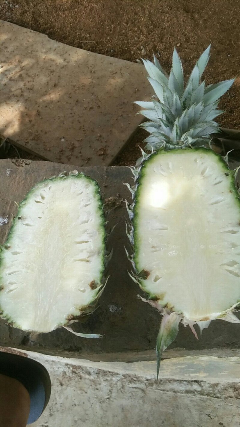 一斤半起步