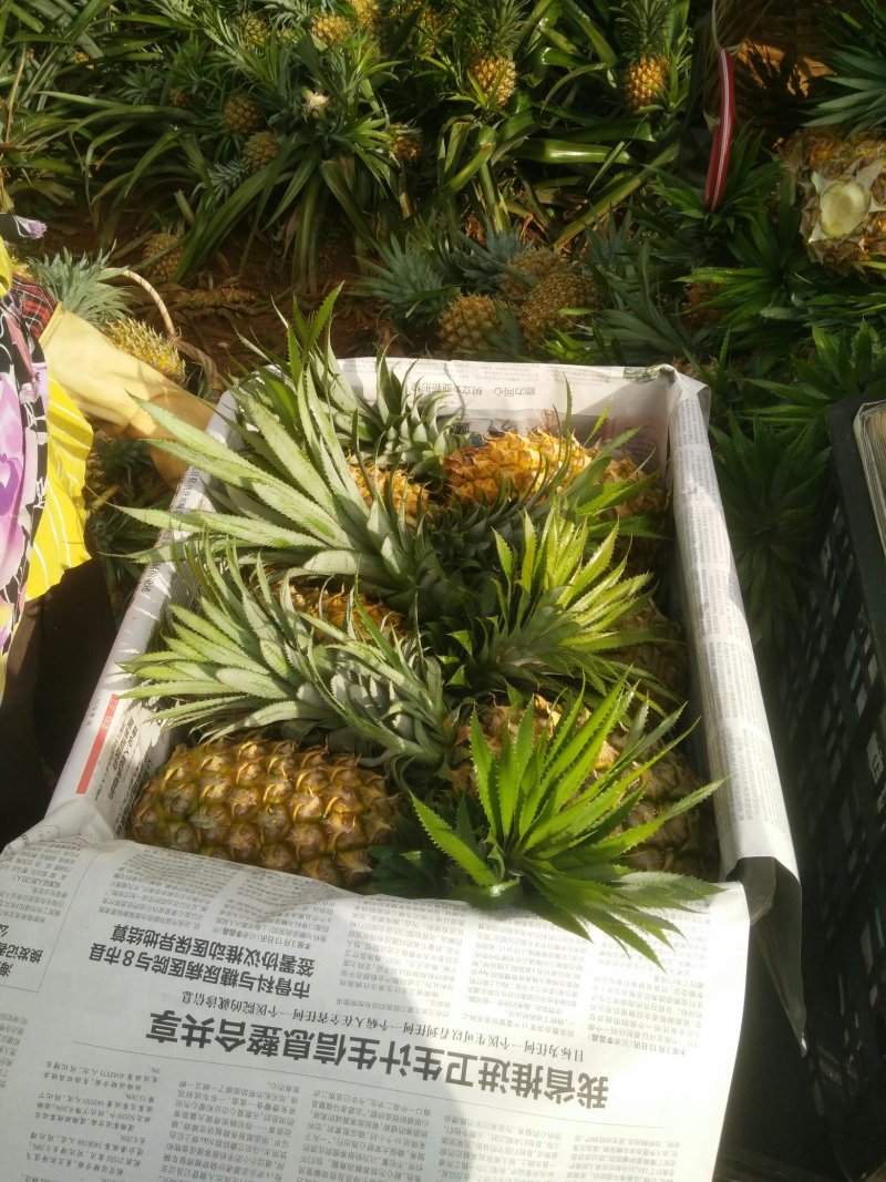 一斤半起步