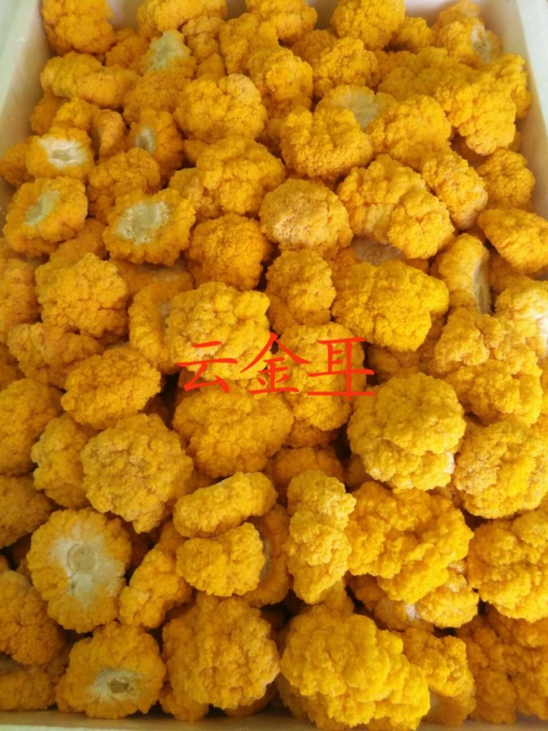 鲜金耳
