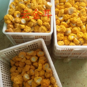 食用菌金耳