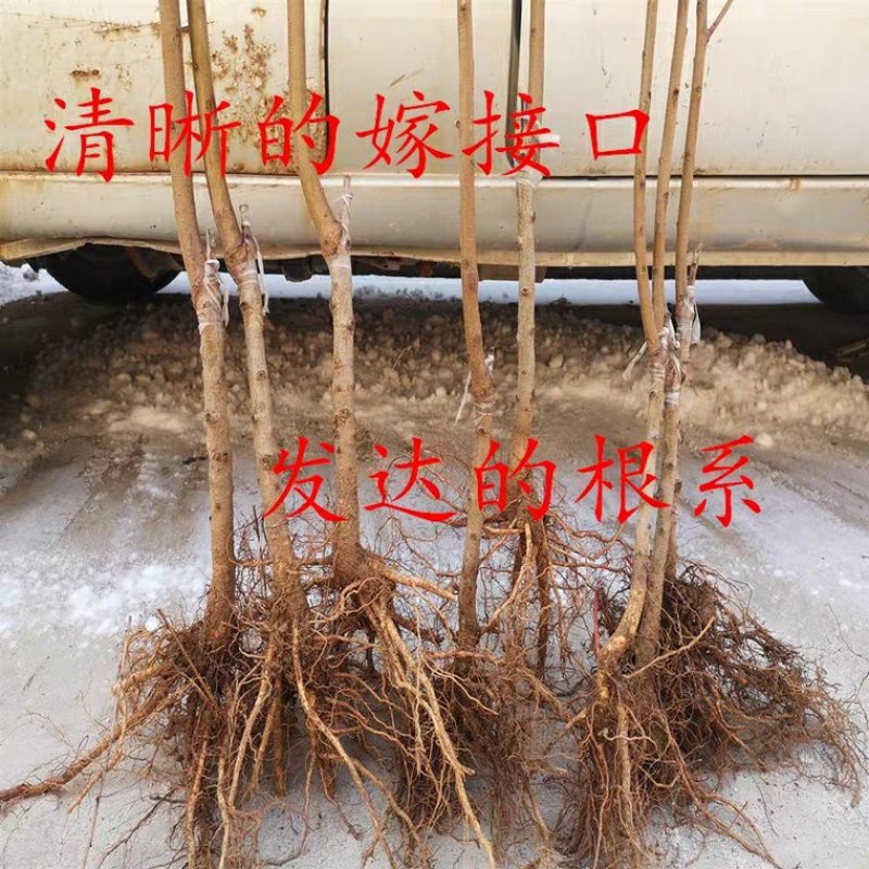 黄桃树苗【黄金蜜桃苗】嫁接桃苗黄金蜜桃树苗当年结果