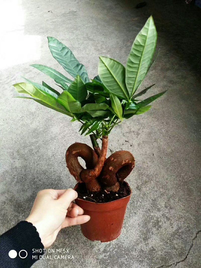 发财树，品质保证，基地直销。