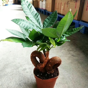 发财树，品质保证，基地直销。