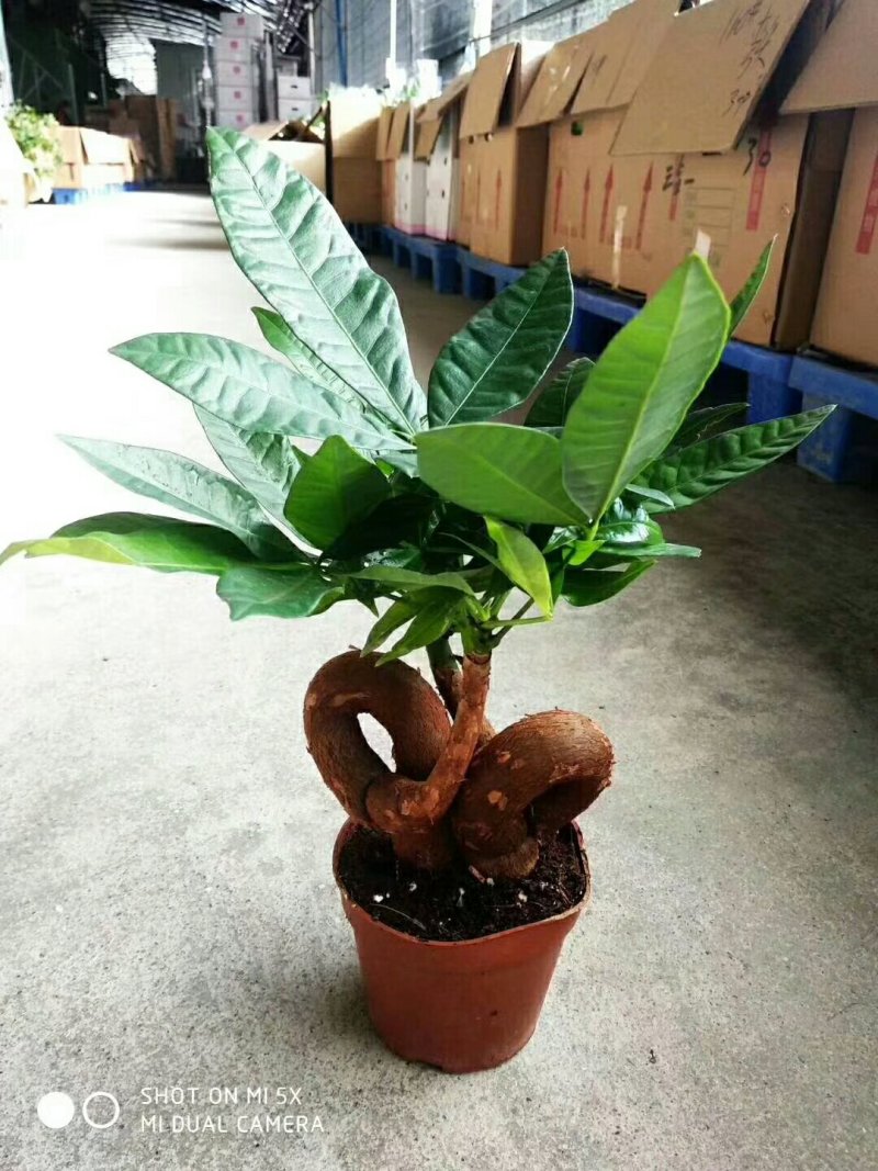 发财树，品质保证，基地直销。