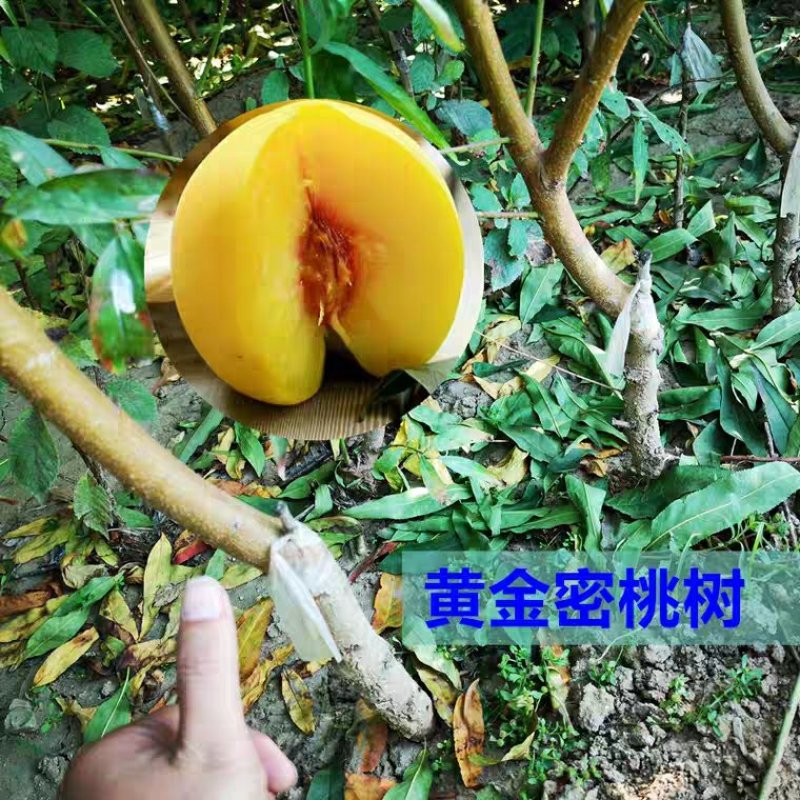 黄桃树苗【黄金蜜桃苗】嫁接桃苗黄金蜜桃树苗当年结果