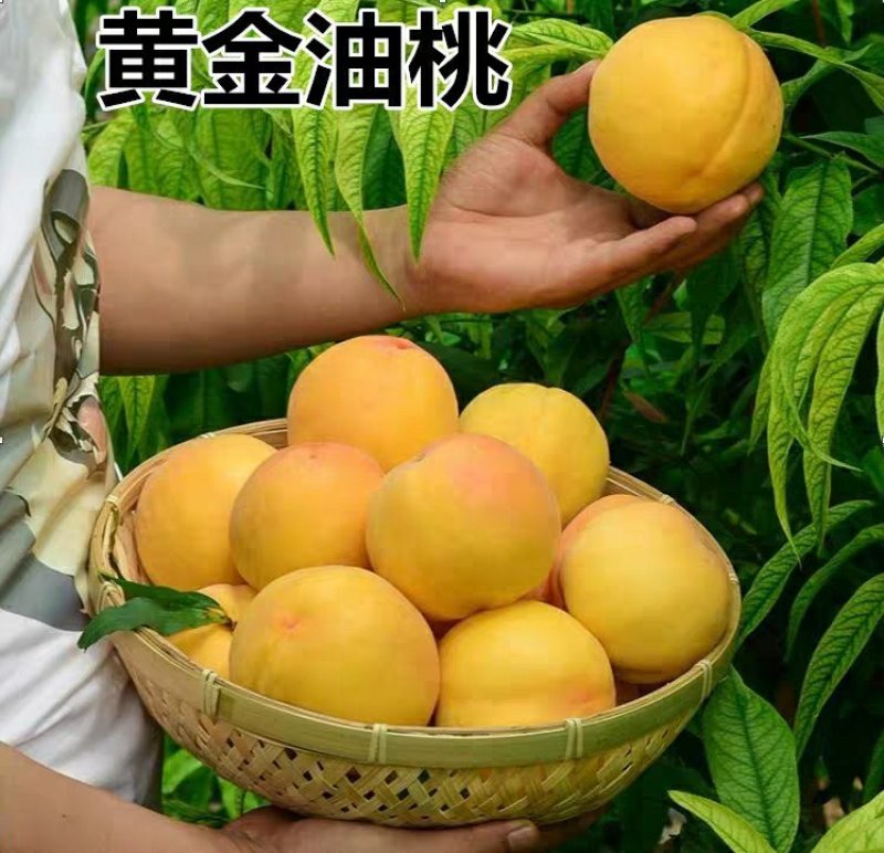 黄桃树苗【黄金蜜桃苗】嫁接桃苗黄金蜜桃树苗当年结果