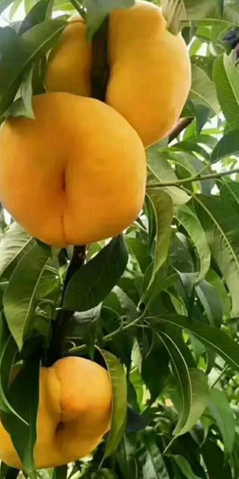 风味皇后桃树苗，油蟠桃7月份成熟的桃树品种，油蟠桃树苗