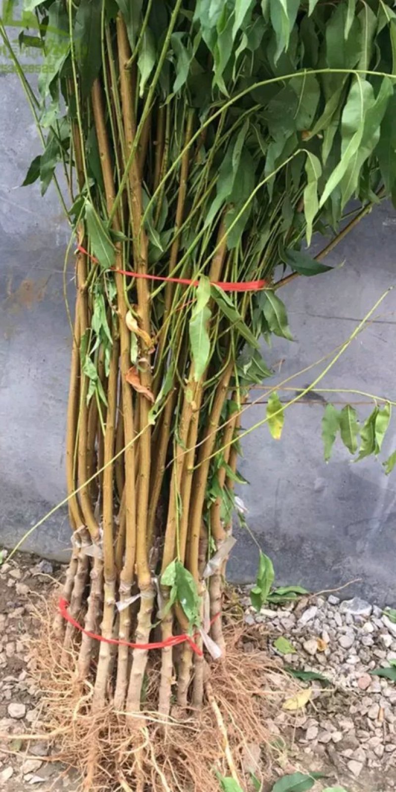 风味皇后桃树苗，油蟠桃7月份成熟的桃树品种，油蟠桃树苗